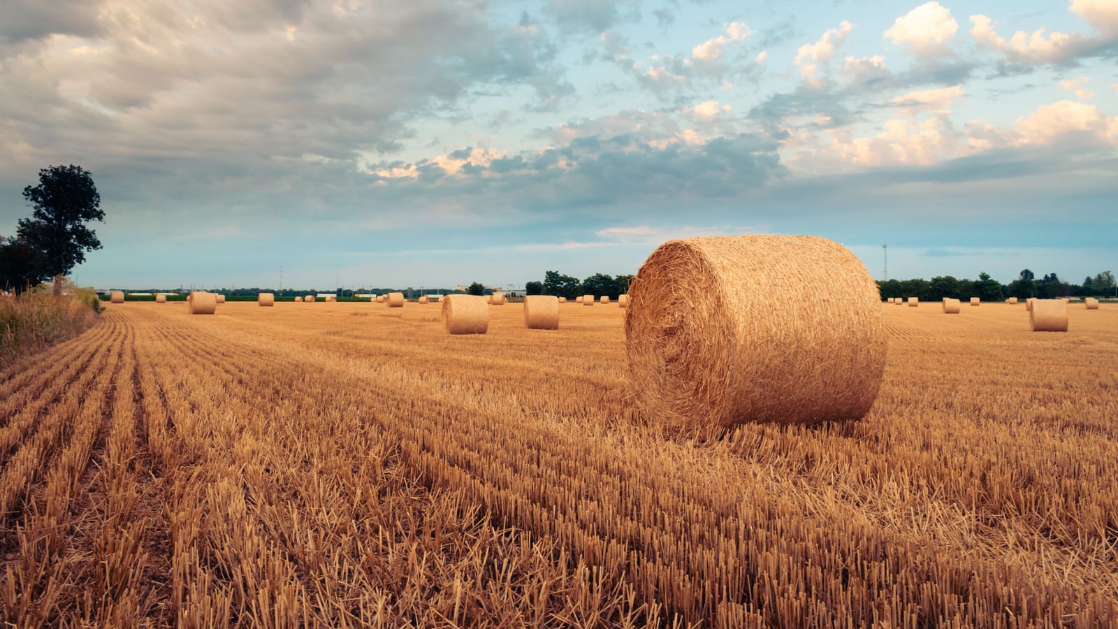 Buy hay by the ton, and open a bale before you pay