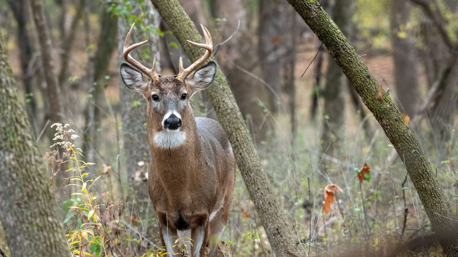 Your first whitetail season, start to finish