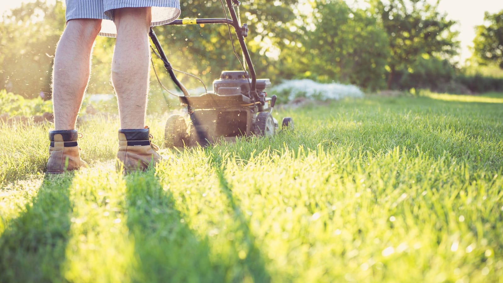 Four lawns is a business, and you can have them by Saturday