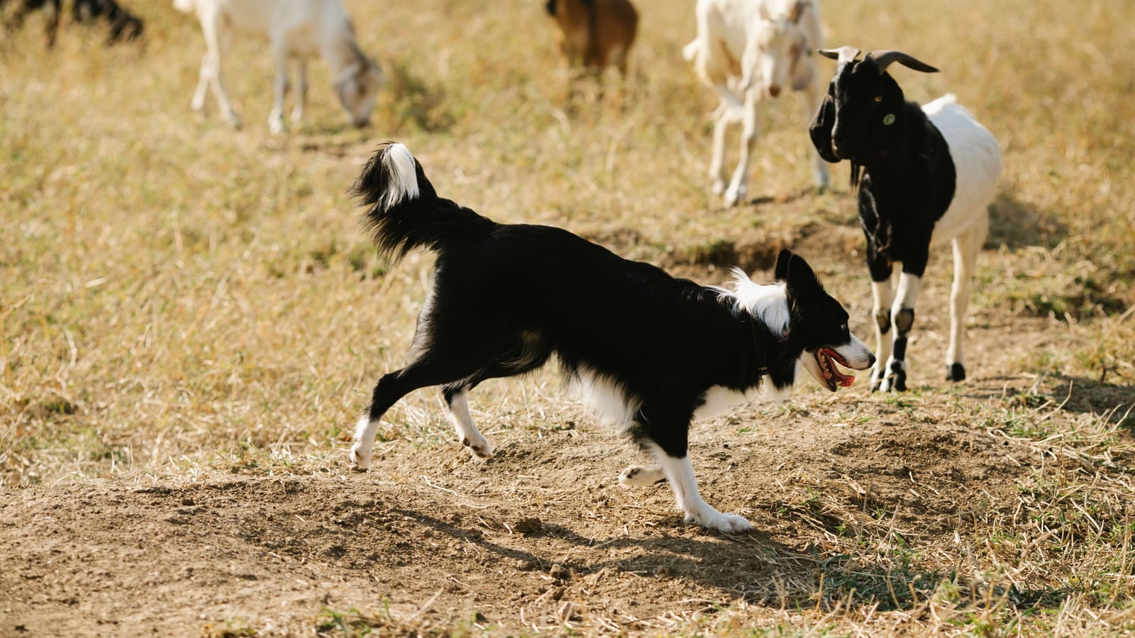 Pick the Dog for the Job, Then Teach It to Stop