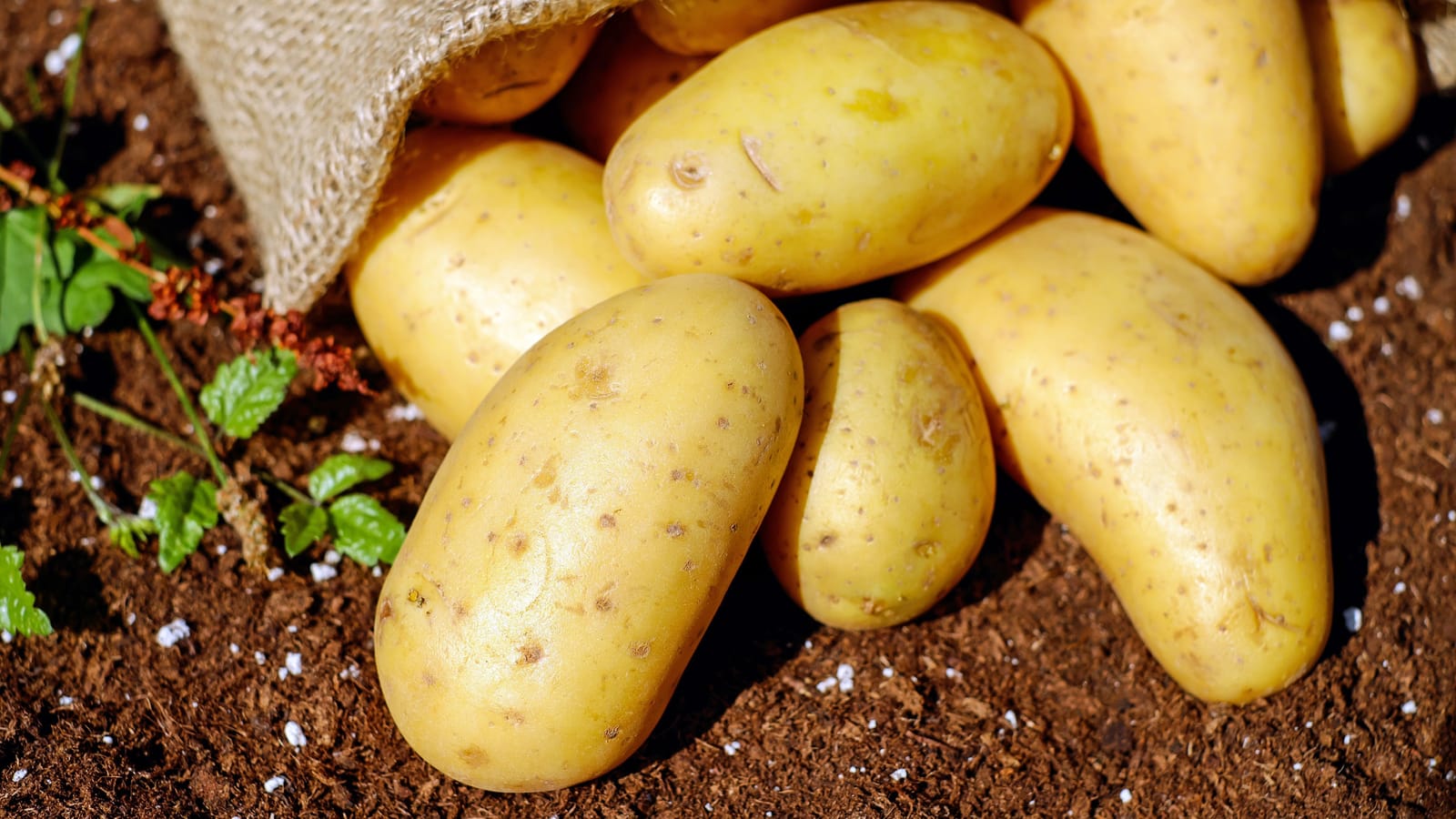 Skip the Bucket and Grow Your Potatoes in a Bag