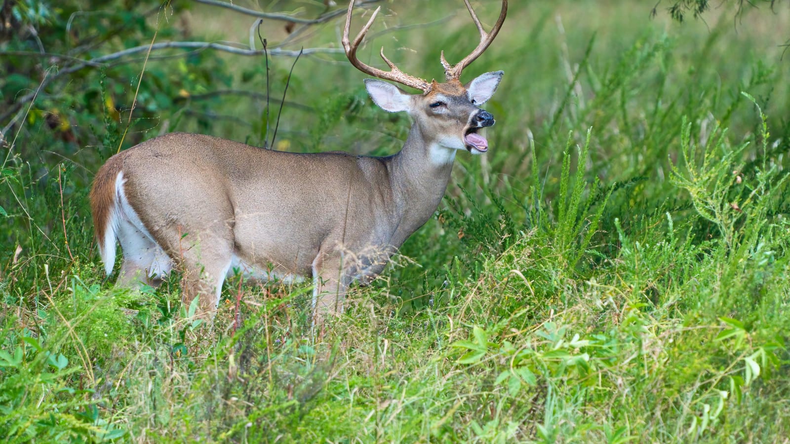 Texas ranch hunts, region by region, and what they really cost