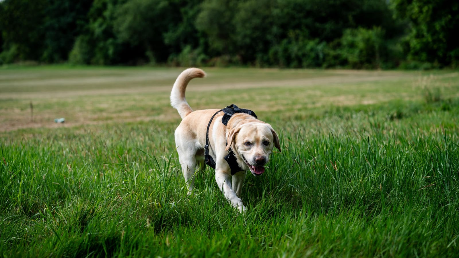 Why the dog spins, and other things I said with total confidence