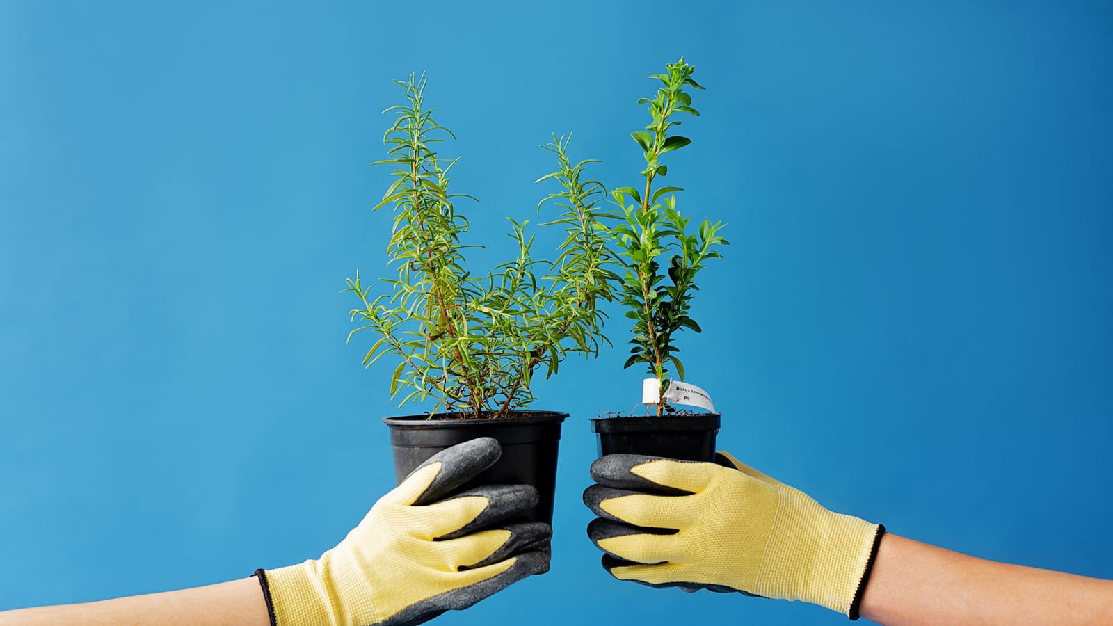 Your Rosemary Died Because You Treated It Like Basil